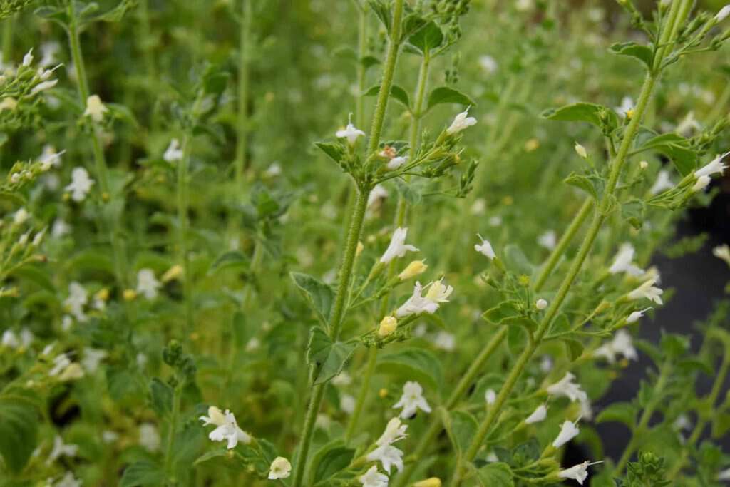 Calamintha nepeta 'White Cloud' ---